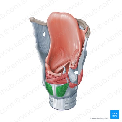 Musculus cricoarytenoideus posterior (Hinterer Ringknorpel-Stellknorpel-Muskel); Bild: Paul Kim