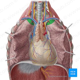 Apex pulmonis (Lungenspitze); Bild: Yousun Koh