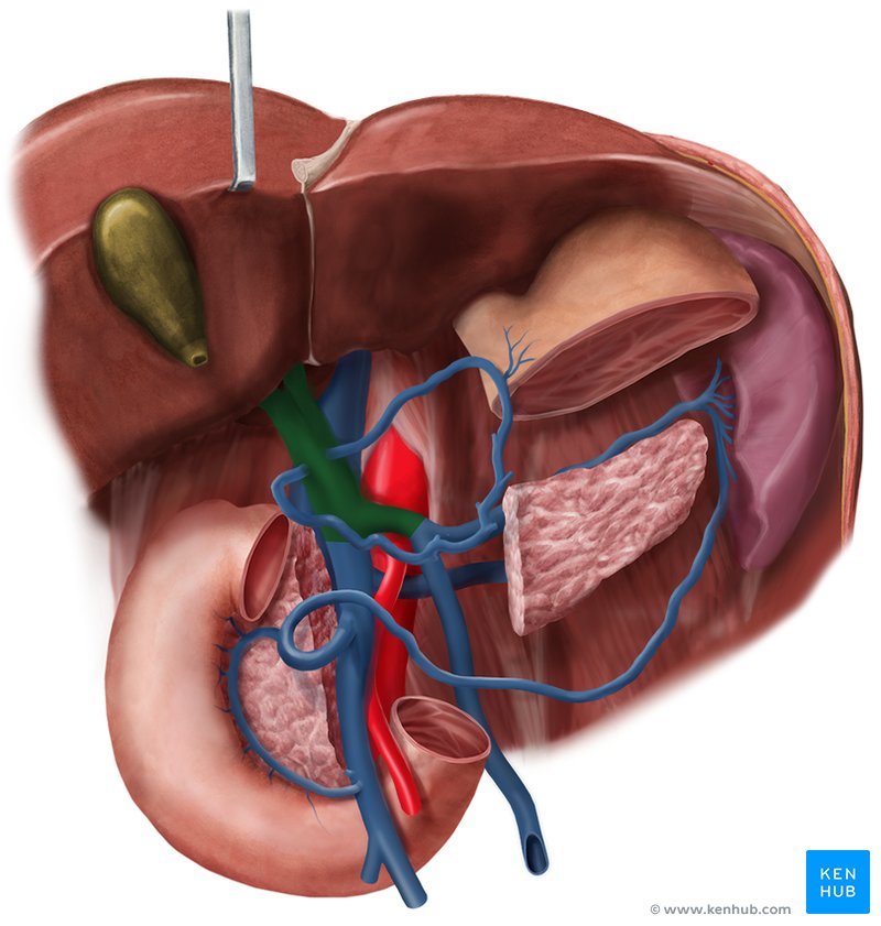 Hepatic portal vein - ventral view