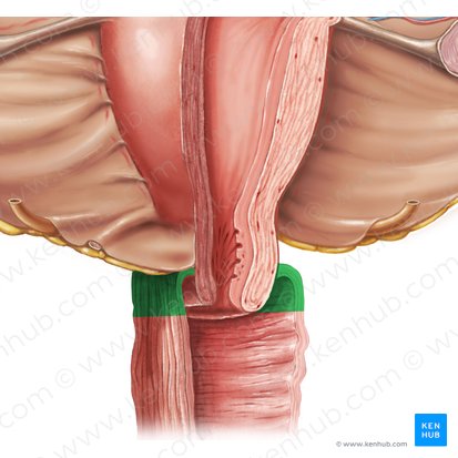 Vaginal fornix (Fornix vaginae); Image: Samantha Zimmerman