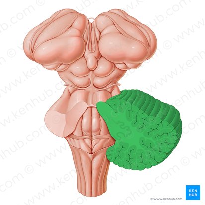 Cervelet (Cerebellum); Image : Paul Kim