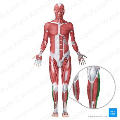 Compartimento lateral de la pierna (Musculi laterales cruris); Imagen: Irina Münstermann