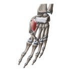 Flexor pollicis brevis muscle