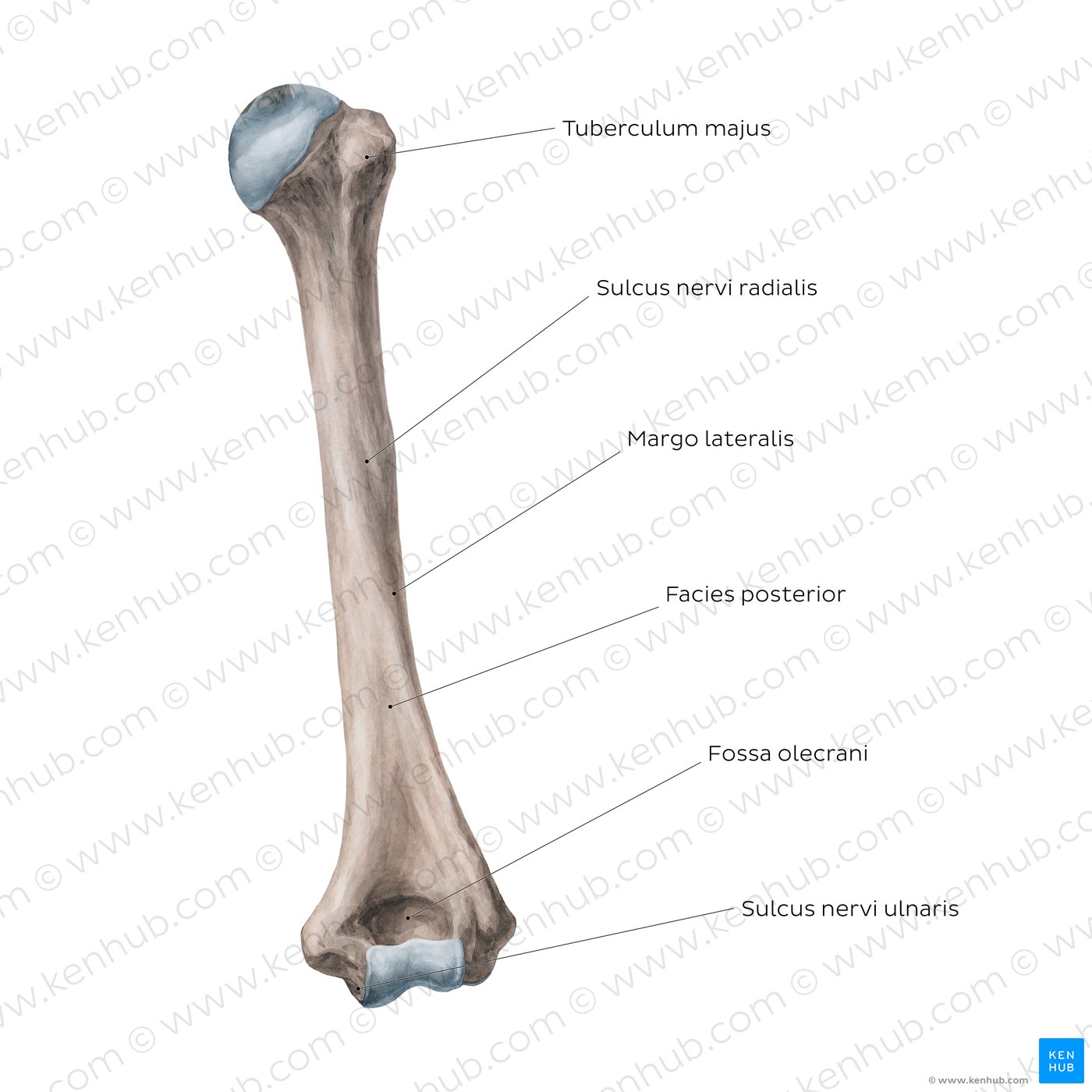 Humerus: Posteriore Ansicht