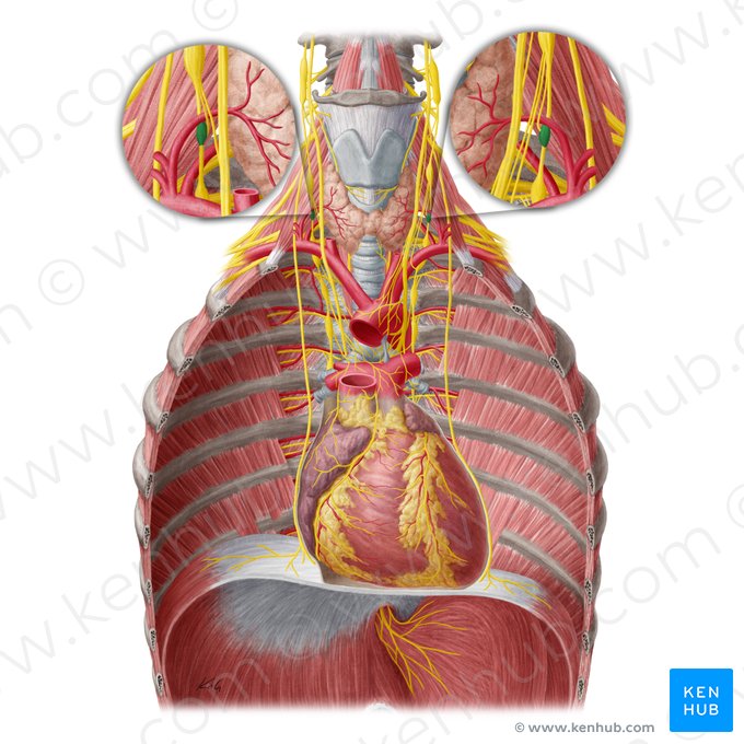 Gânglio vertebral (Ganglion vertebrale); Imagem: Yousun Koh