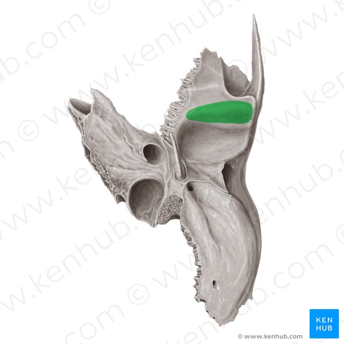 Tubérculo articular del hueso temporal (Tuberculum articulare ossis temporalis); Imagen: Samantha Zimmerman