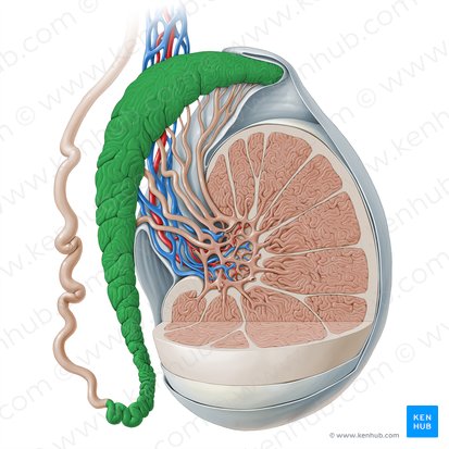 Epidídimo (Epididymis); Imagen: Paul Kim