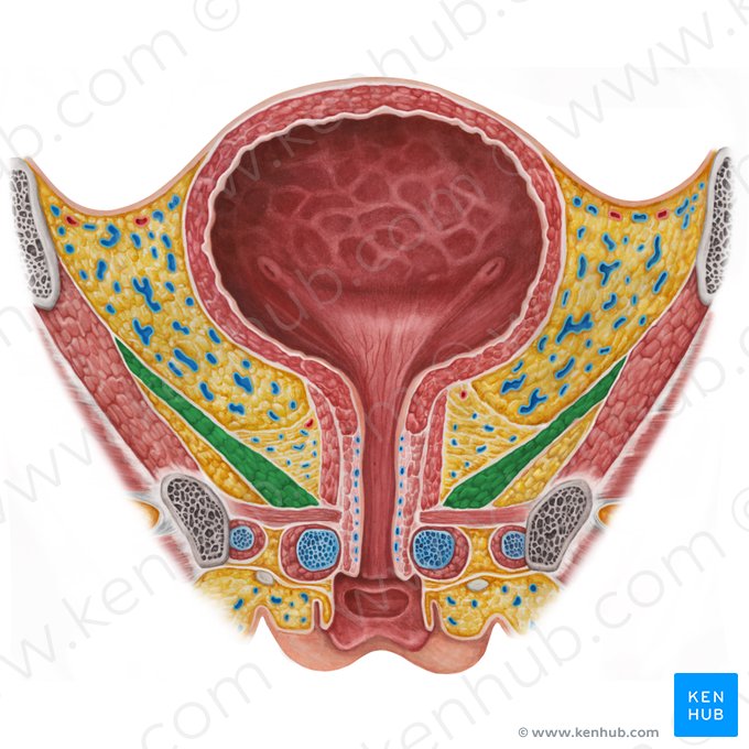 Músculo levantador do ânus (Musculus levator ani); Imagem: Irina Münstermann