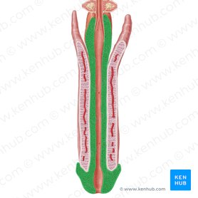 care are un os în penis
