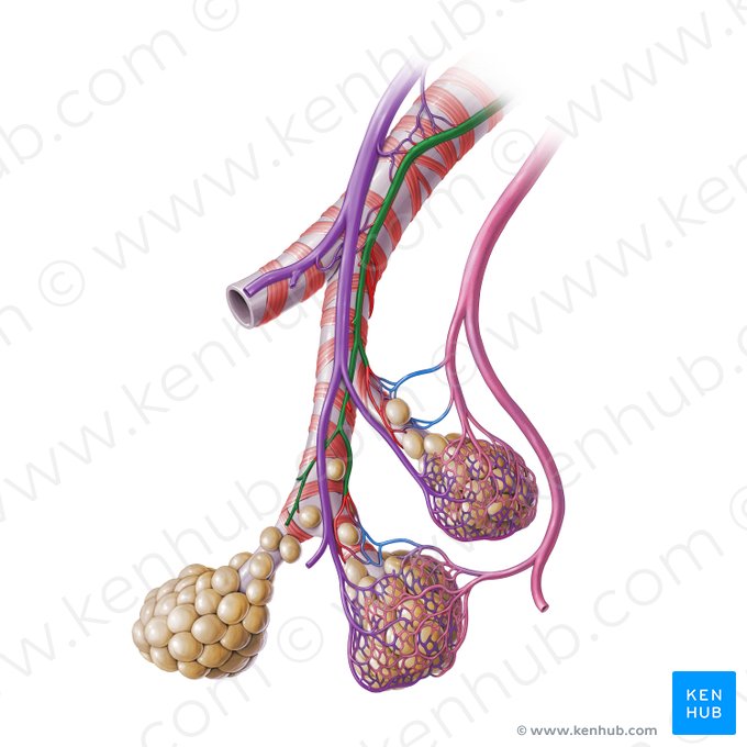 Artéria brônquica (Arteria bronchialis); Imagem: Paul Kim
