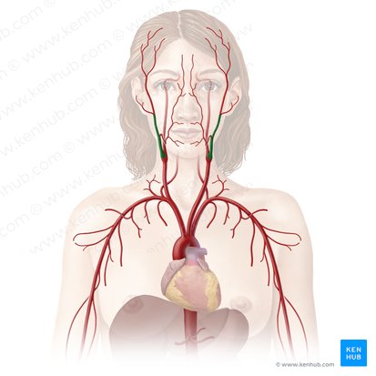 Arteria carotis externa (Äußere Halsschlagader); Bild: Begoña Rodriguez