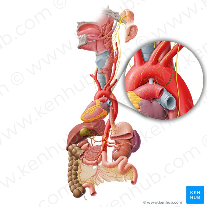 Left recurrent laryngeal nerve (Nervus laryngeus recurrens sinister); Image: Paul Kim