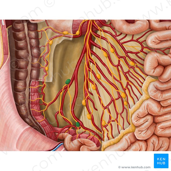 Ileocolic lymph nodes (Nodi lymphoidei ileocolici); Image: Irina Münstermann