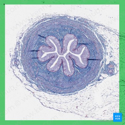 Ureter (Harnleiter); Bild: 