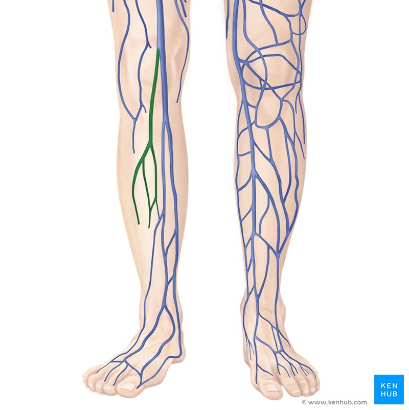 Veia safena parva: Anatomia e trajeto | Kenhub