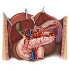 Lymphabfluss von Pankreas, Duodenum und Milz