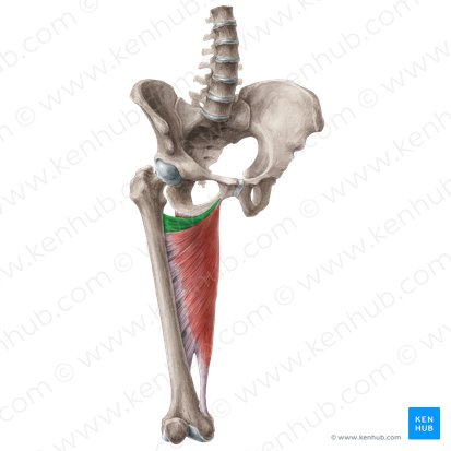 Adductor minimus muscle (Musculus adductor minimus); Image: Liene Znotina