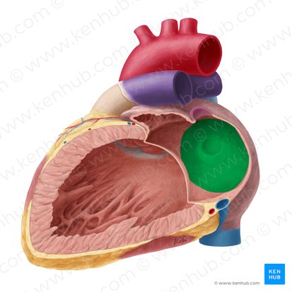 Septo interatrial (Septum interatriale); Imagen: Yousun Koh