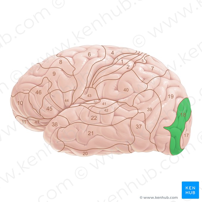 Area Brodmann 18 (Brodmann-Areal 18); Bild: Paul Kim