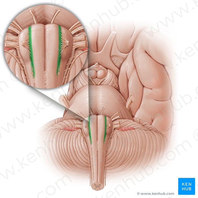 Sillon pré-olivaire (Sulcus preolivaris); Image : Paul Kim