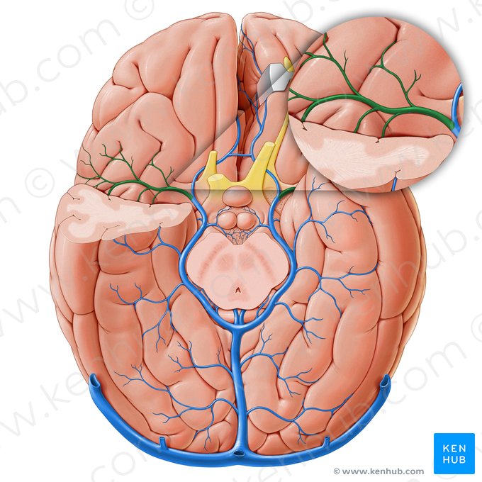 Deep middle cerebral vein (Vena media profunda cerebri); Image: Paul Kim