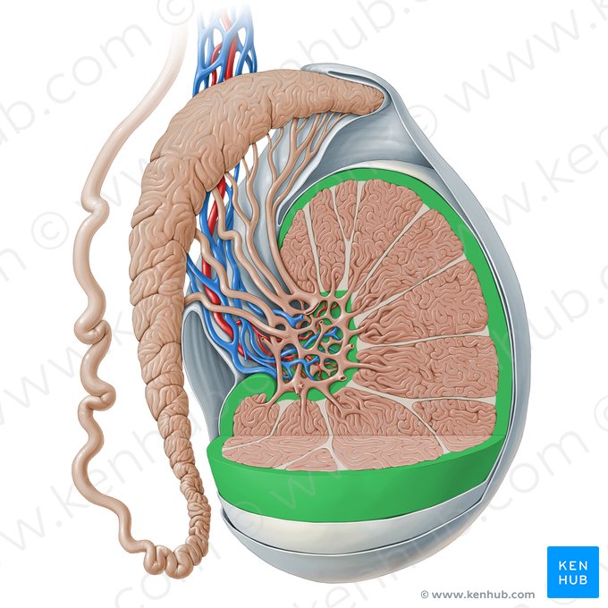 Túnica albugínea do testículo (Tunica albuginea testis); Imagem: Paul Kim