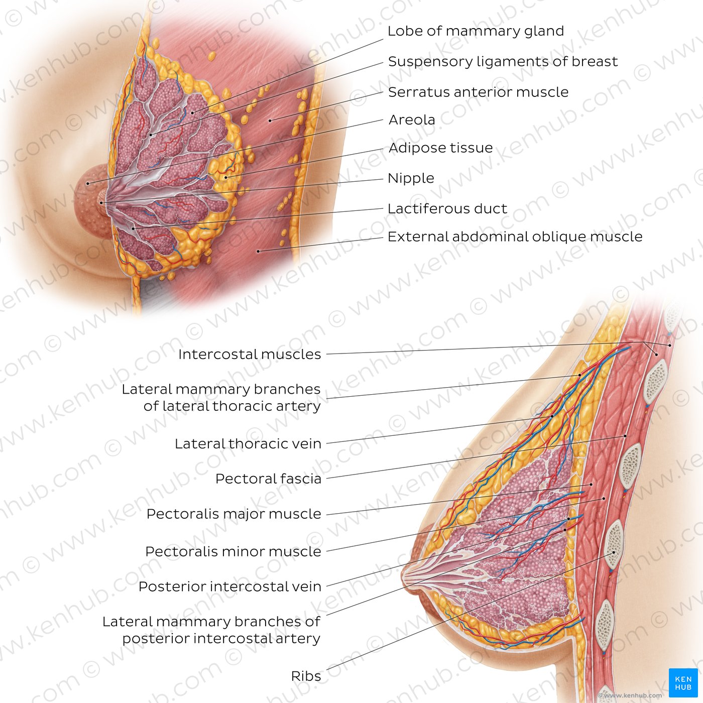 Female breast labelling Diagram