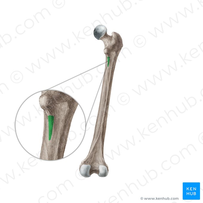 Línea pectínea del fémur (Linea pectinea ossis femoris); Imagen: Liene Znotina