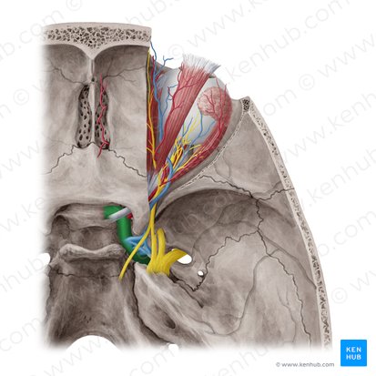 Internal carotid artery (Arteria carotis interna); Image: Yousun Koh