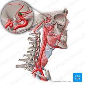 Circle of Willis: Anatomy and function | Kenhub