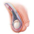 Male reproductive system