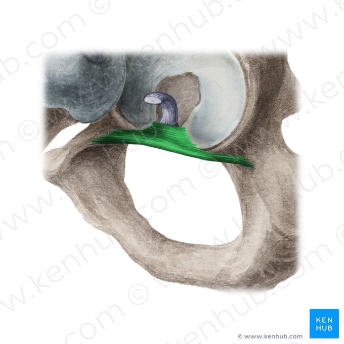 Ligamentum transversum acetabuli (Queres Pfannenband); Bild: Liene Znotina