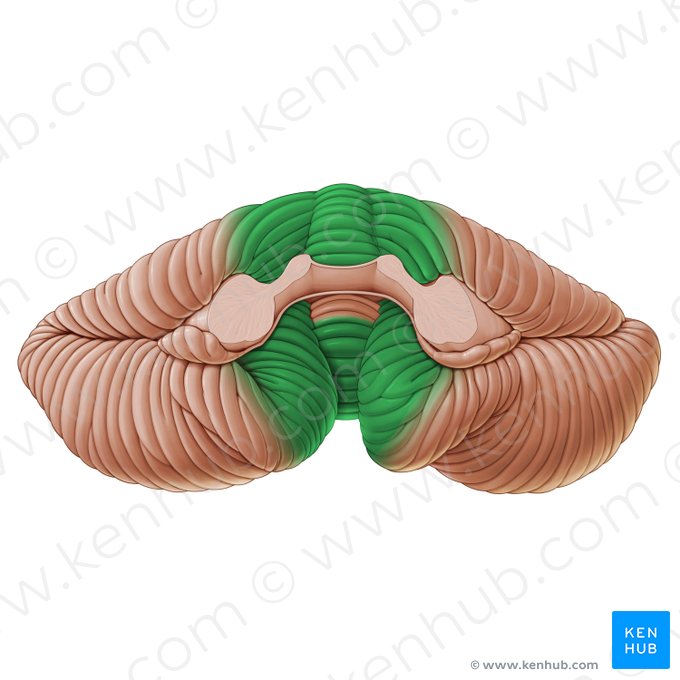Spinocerebellum; Image: Paul Kim