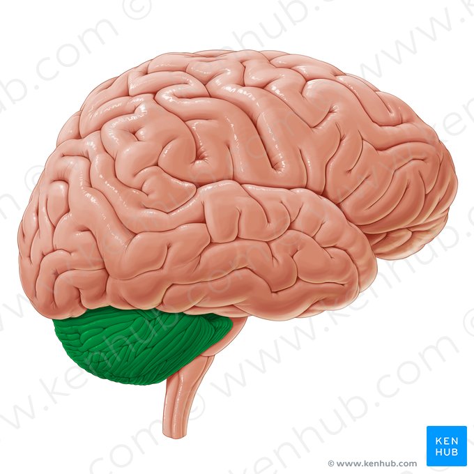 Cervelet (Cerebellum); Image : Paul Kim
