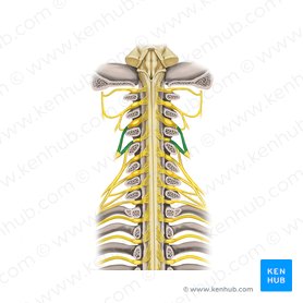 Nervios espinales C3 - C4 (Nervi spinales C3-C4); Imagen: Rebecca Betts