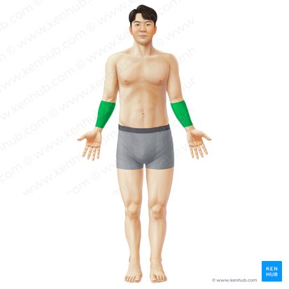 Anterior region of forearm (Regio anterior antebrachii); Image: Paul Kim