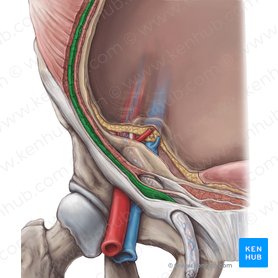Inguinal canal: Anatomy, contents and hernias | Kenhub
