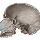 Kiesselbach’s plexus