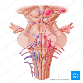 Nucleus posterior nervi vagi (Hinterer Kern des Vagusnervs); Bild: Paul Kim