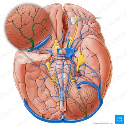 Vena cerebelar (Vena cerebelli); Imagen: Paul Kim