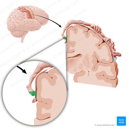 Motor cortex of toes (Cortex motorius digitorum pedis); Image: Paul Kim