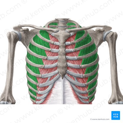 Músculos intercostales externos (Musculi intercostales externi); Imagen: Yousun Koh