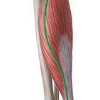 Musculus plantaris