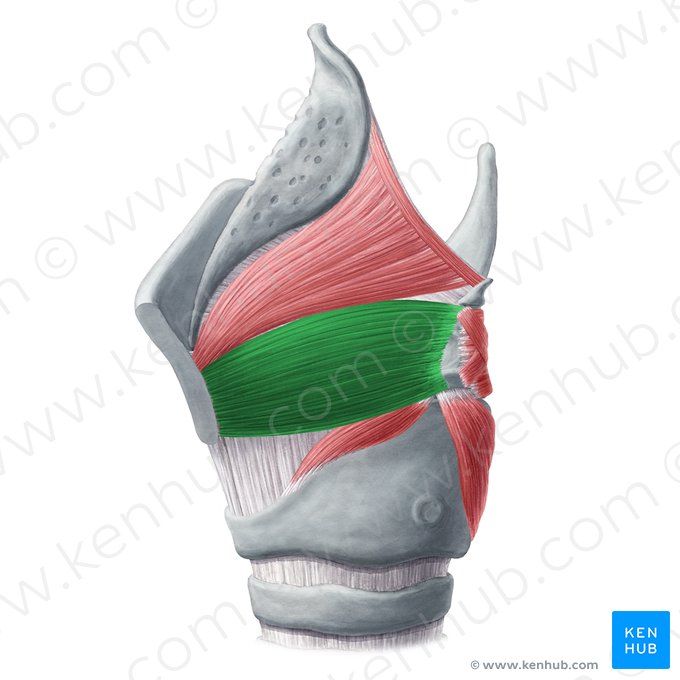 Músculo tireoaritenóideo (Musculus thyroarytenoideus); Imagem: Yousun Koh