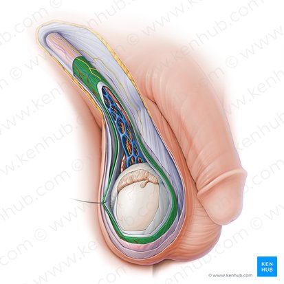 Músculo cremáster (Musculus cremaster); Imagen: Paul Kim