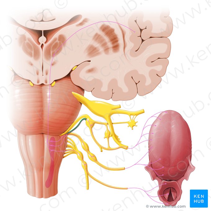 Raíz sensitiva del nervio facial (Radix sensoria nervi facialis); Imagen: Paul Kim
