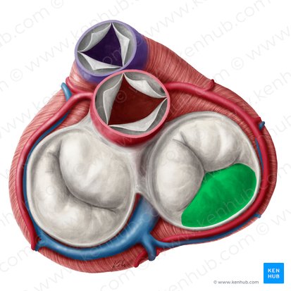 Cúspide inferior da valva tricúspide (Cuspis inferior valvae atrioventricularis dextrae); Imagem: Yousun Koh