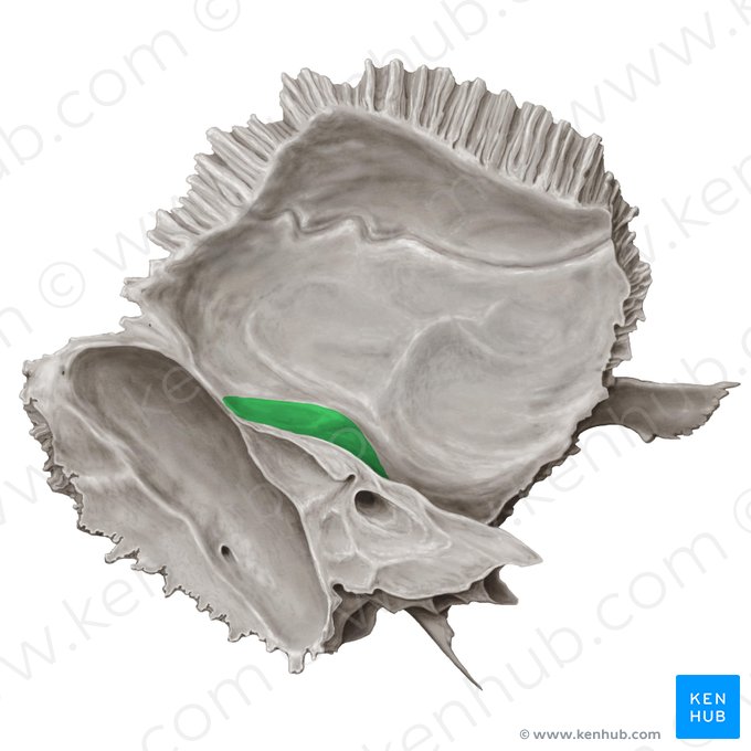 Arcuate eminence of temporal bone (Eminentia arcuata ossis temporalis); Image: Samantha Zimmerman