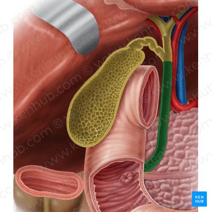 Bile duct (Ductus biliaris); Image: Samantha Zimmerman