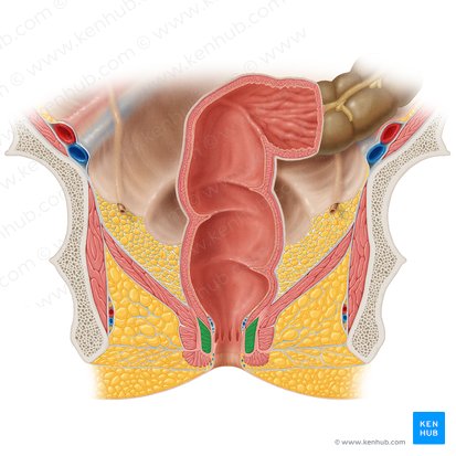 Esfíncter anal interno (Musculus sphincter internus ani); Imagem: Samantha Zimmerman
